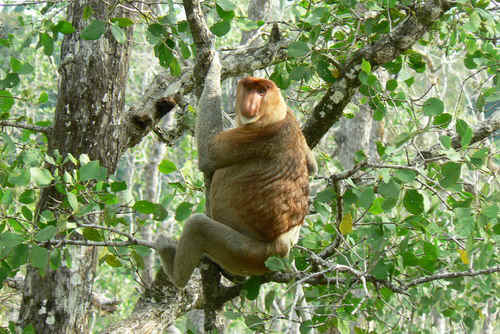 Borneo op zijn mooist