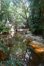 Similajau.jpg (48986 bytes)