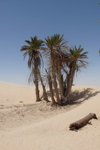 Douz.jpg (30136 bytes)